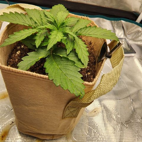 LSD Auto growlog timeline photo