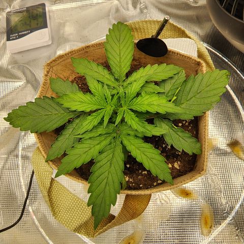 LSD Auto growlog timeline photo