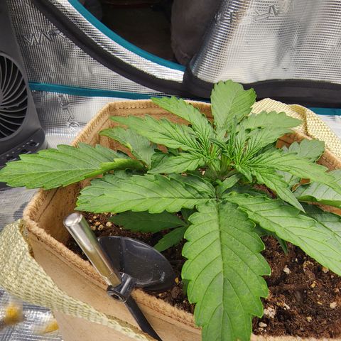 LSD Auto growlog timeline photo