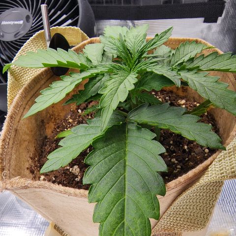 LSD Auto growlog timeline photo
