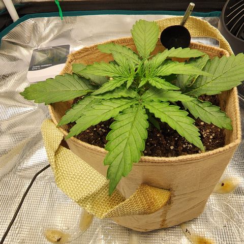 LSD Auto growlog timeline photo