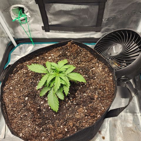LSD Auto growlog photo: Transplant 