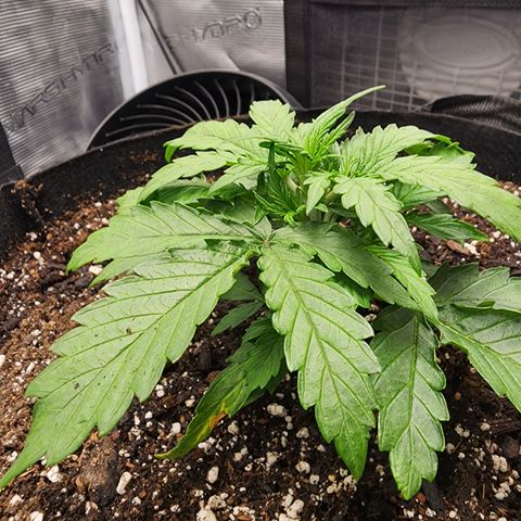 LSD Auto growlog timeline photo