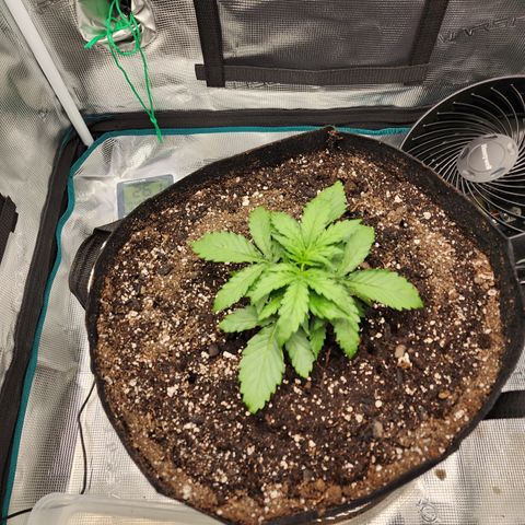 LSD Auto growlog timeline photo