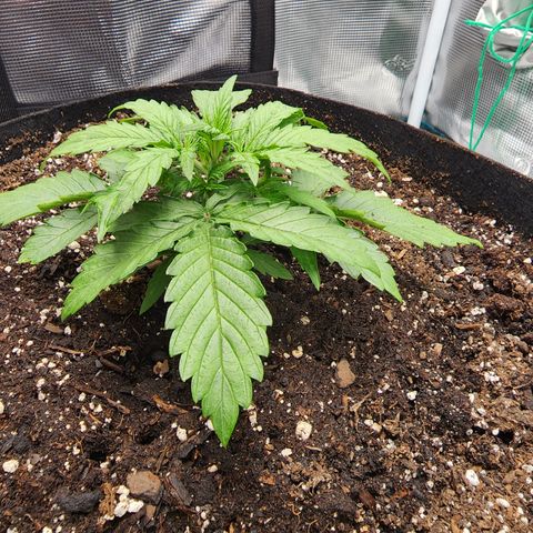 LSD Auto growlog timeline photo