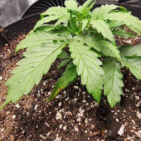 LSD Auto growlog timeline photo