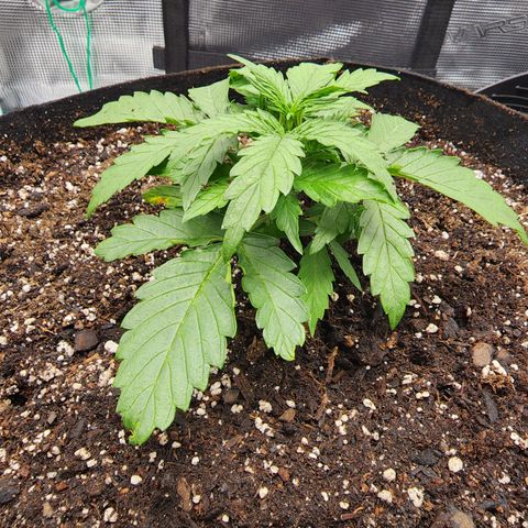 LSD Auto growlog timeline photo