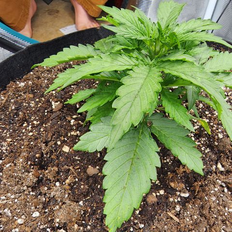 LSD Auto growlog timeline photo