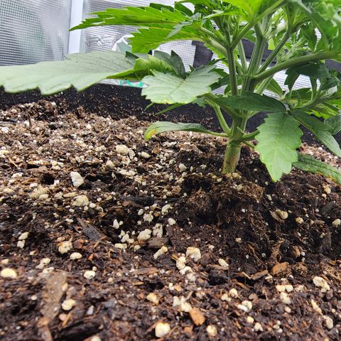 LSD Auto growlog timeline photo