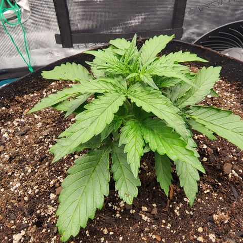 LSD Auto growlog timeline photo