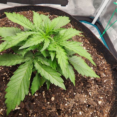 LSD Auto growlog timeline photo