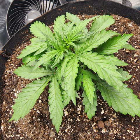 LSD Auto growlog timeline photo