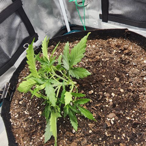 LSD Auto growlog timeline photo