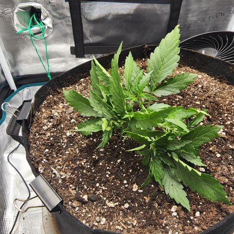 LSD Auto growlog timeline photo