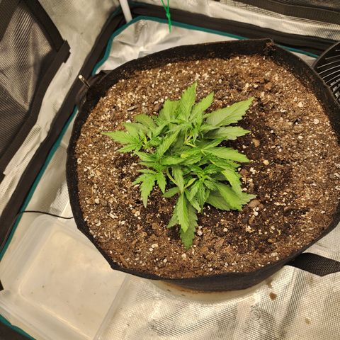 LSD Auto growlog photo: After moving tops to be on top of foliage. 