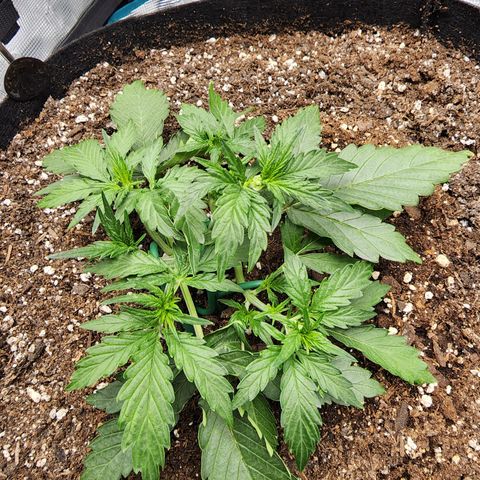 LSD Auto growlog timeline photo