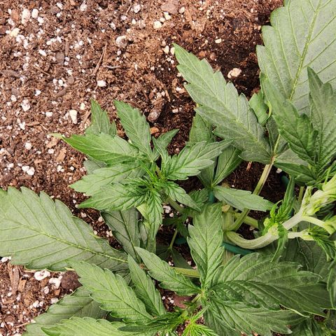 LSD Auto growlog timeline photo