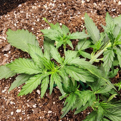 LSD Auto growlog timeline photo