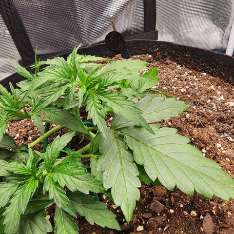 LSD Auto growlog timeline photo