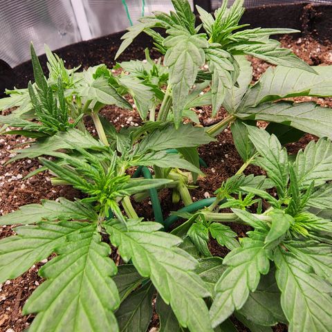 LSD Auto growlog timeline photo