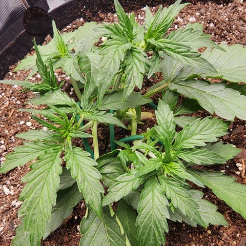 LSD Auto growlog timeline photo