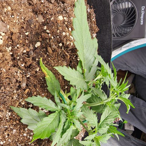 LSD Auto growlog timeline photo