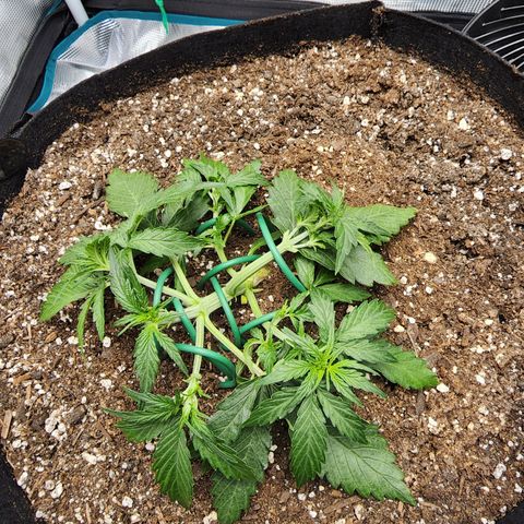 LSD Auto growlog photo: After training most of the tops. 