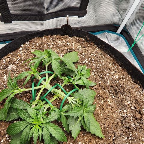 LSD Auto growlog photo: After training most of the tops. 