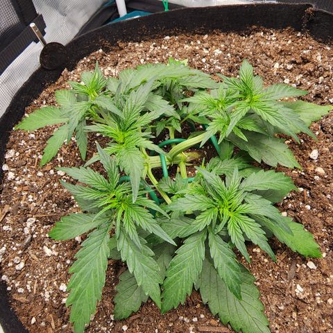 LSD Auto growlog timeline photo