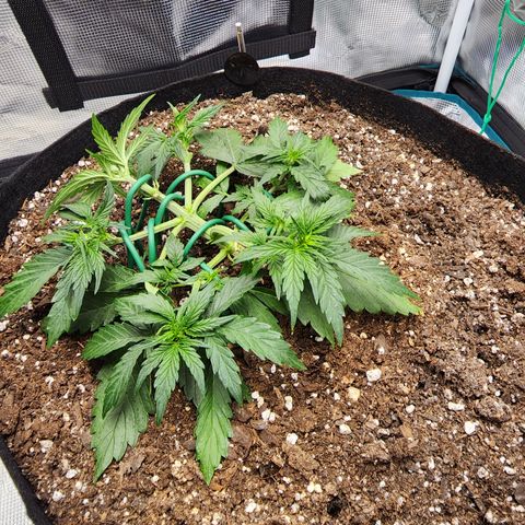 LSD Auto growlog timeline photo