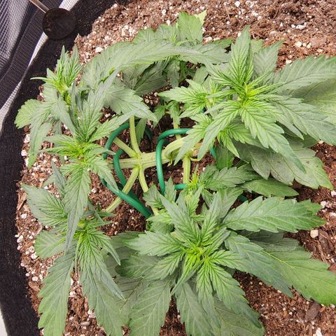 LSD Auto growlog timeline photo
