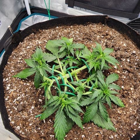 LSD Auto growlog timeline photo