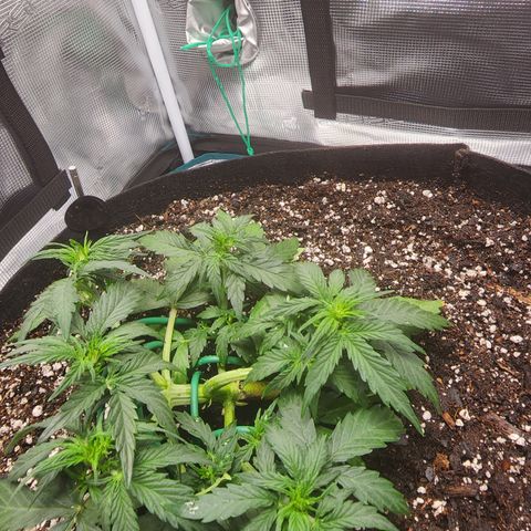 LSD Auto growlog timeline photo