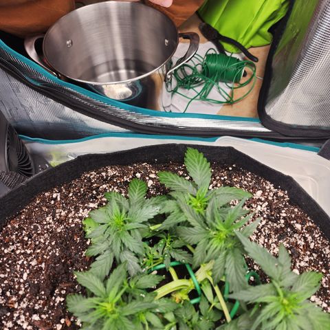 LSD Auto growlog timeline photo