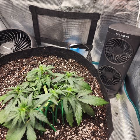 LSD Auto growlog timeline photo