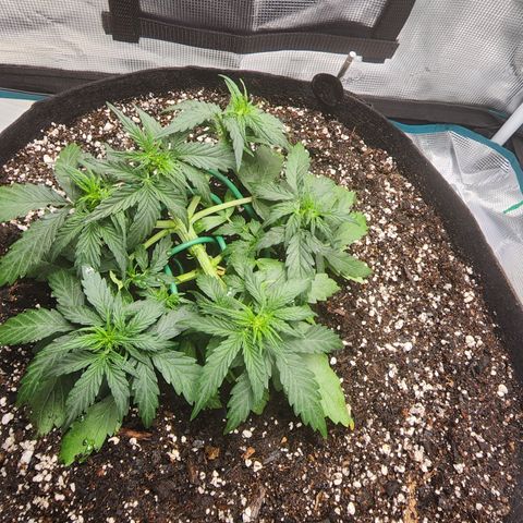 LSD Auto growlog timeline photo