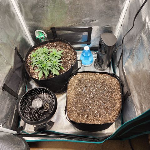 LSD Auto growlog timeline photo