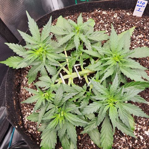 LSD Auto growlog photo: Swapped the anchors to 4" landscaping staples. A lot sturdier and thick enough still to not damage plants. 