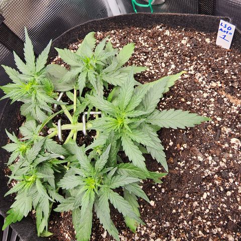 LSD Auto growlog photo: Swapped the anchors to 4" landscaping staples. A lot sturdier and thick enough still to not damage plants. 