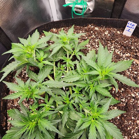 LSD Auto growlog photo: After some trimming. 