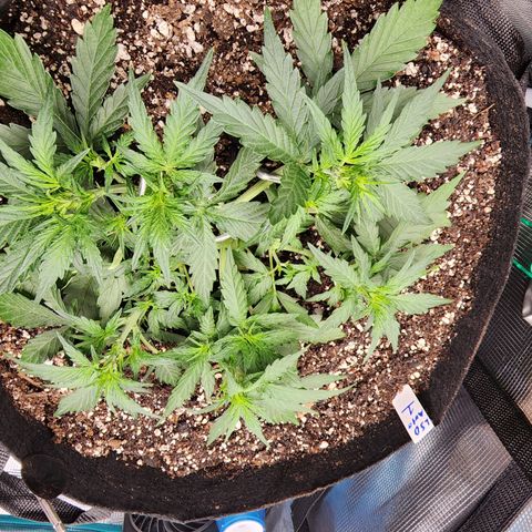 LSD Auto growlog photo: After some trimming. 