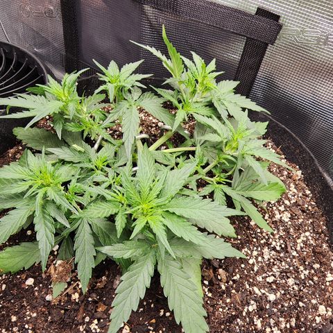 LSD Auto growlog photo: After some trimming. 