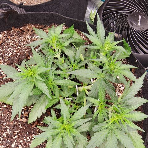 LSD Auto growlog photo: After some trimming. 