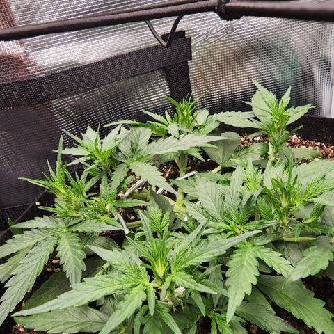 LSD Auto growlog timeline photo
