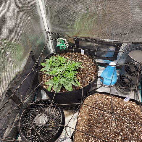 LSD Auto growlog timeline photo