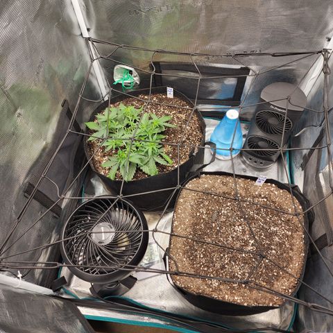 LSD Auto growlog timeline photo