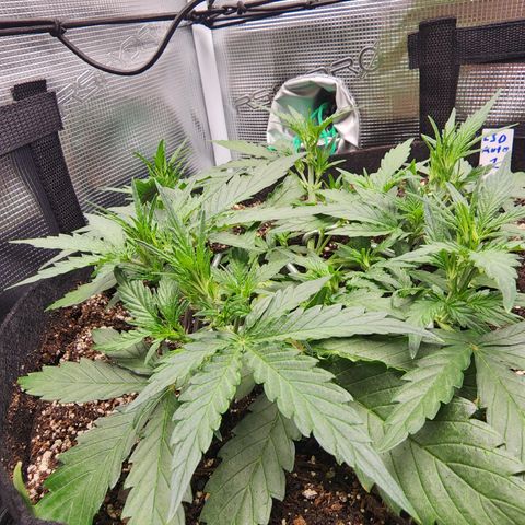 LSD Auto growlog timeline photo