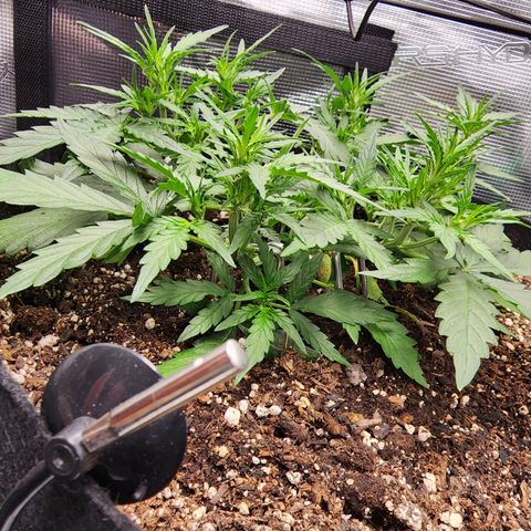 LSD Auto growlog timeline photo