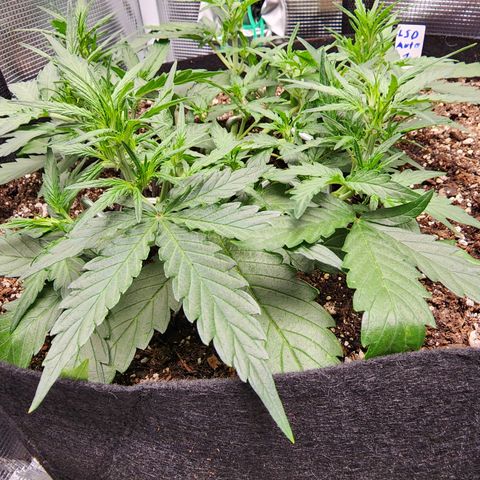 LSD Auto growlog timeline photo