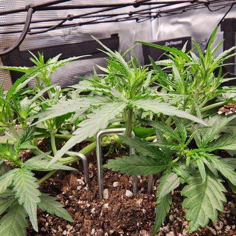LSD Auto growlog timeline photo